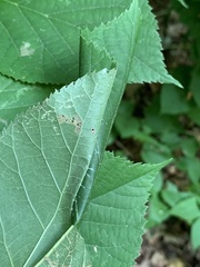 Pantographa limata