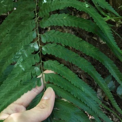 Microlepia calvescens