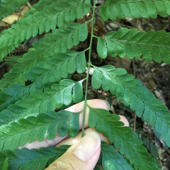 Microlepia calvescens