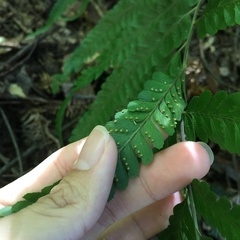 Microlepia calvescens
