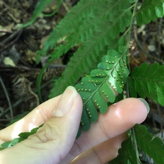 Microlepia calvescens