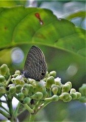 Prosotas aluta nanda