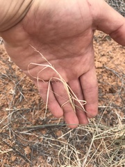 Sporobolus contractus