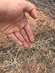 Sporobolus contractus