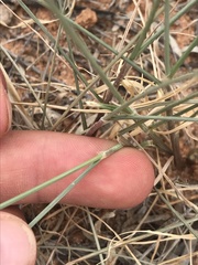 Sporobolus contractus