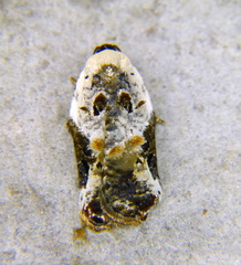 Acleris nivisellana