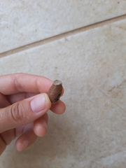 Sceliphron curvatum