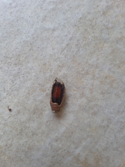 Sceliphron curvatum