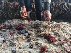 Botryocladia pseudodichotoma