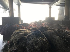 Botryocladia pseudodichotoma