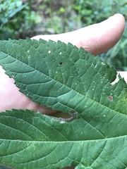 Agromyza ambrosivora
