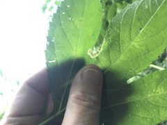 Agromyza ambrosivora