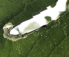 Agromyza ambrosivora