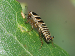 Phyllodromica