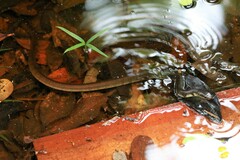 Xenelaphis hexagonotus