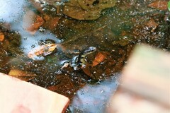 Xenelaphis hexagonotus