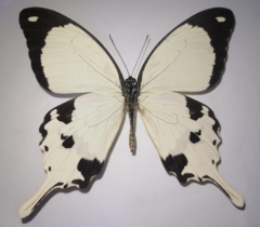 Papilio dardanus