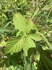Rubus multifer