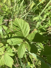 Rubus multifer