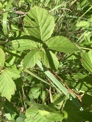 Rubus multifer
