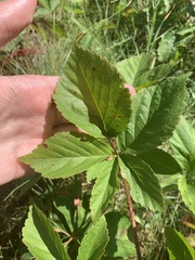 Rubus multifer