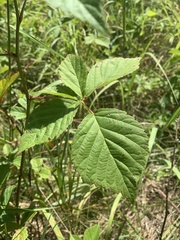 Rubus multifer