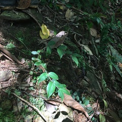 Coptosapelta diffusa