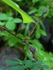 Cyclophorus altivagus