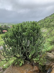 Euphorbia neriifolia