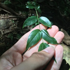 Coptosapelta diffusa