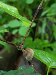 Cyclophorus altivagus