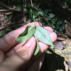 Coptosapelta diffusa