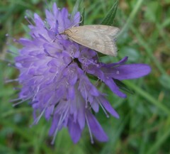Udea nebulalis
