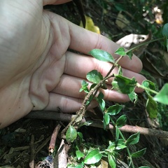 Coptosapelta diffusa