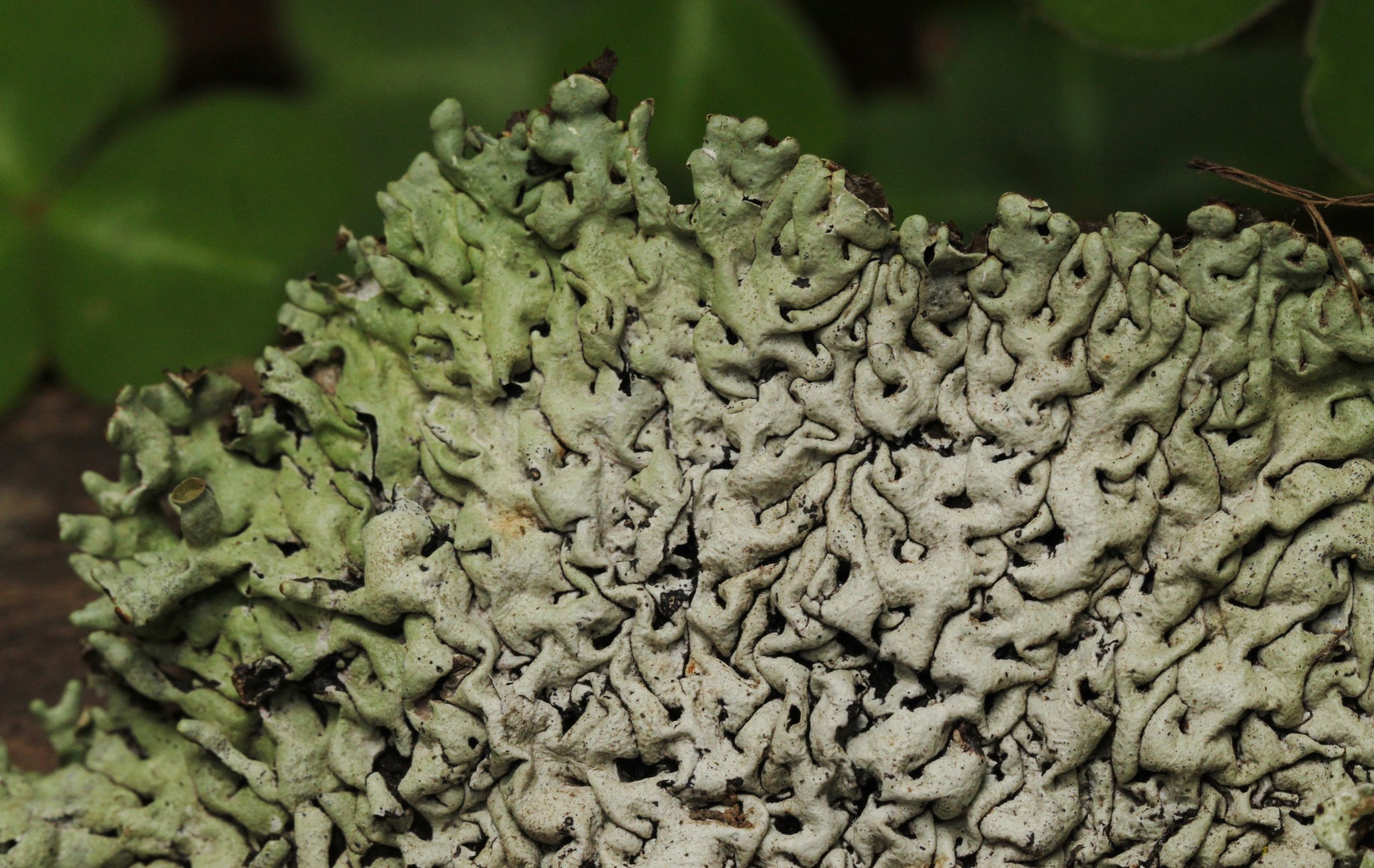 Hypogymnia apinnata image