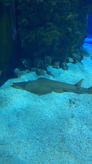 Glaucostegus cemiculus