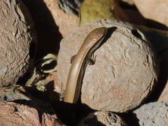 Ablepharus deserti