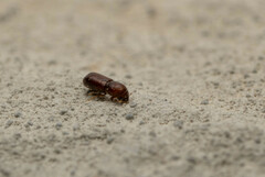 Dryocoetes autographus