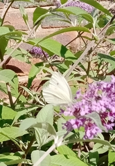Pieris rapae
