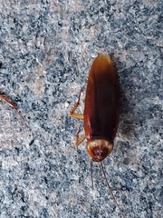 Periplaneta americana
