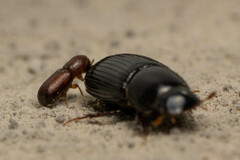Dryocoetes autographus
