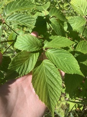 Rubus ablatus