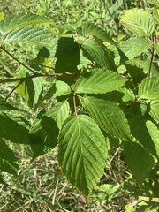 Rubus ablatus