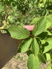 Rubus ablatus