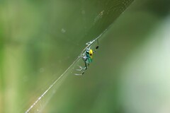 Leucauge sarawakensis