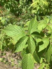 Rubus ablatus