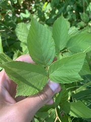 Rubus ablatus