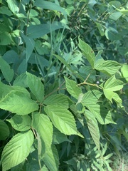 Rubus ablatus