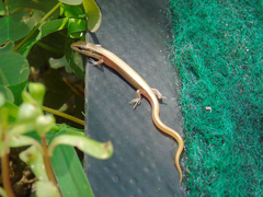 Ablepharus deserti