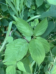 Rubus ablatus